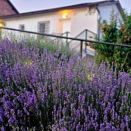 Chicche Di Lavanda Valmadonna