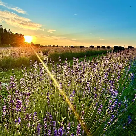 Chicche Di Lavanda * Valmadonna