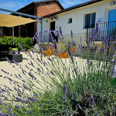 Chicche Di Lavanda